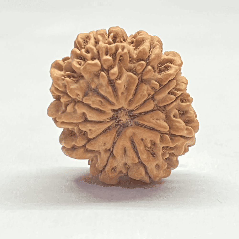 10 Mukhi Nepali Rudraksha (29.62mm/5.844gm)