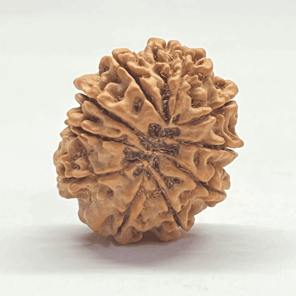 10 Mukhi Nepali Rudraksha (29.62mm/5.844gm)