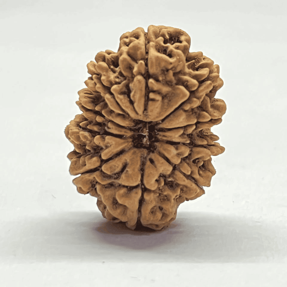 10 Mukhi Nepali Rudraksha (30.30mm/4.708gm)