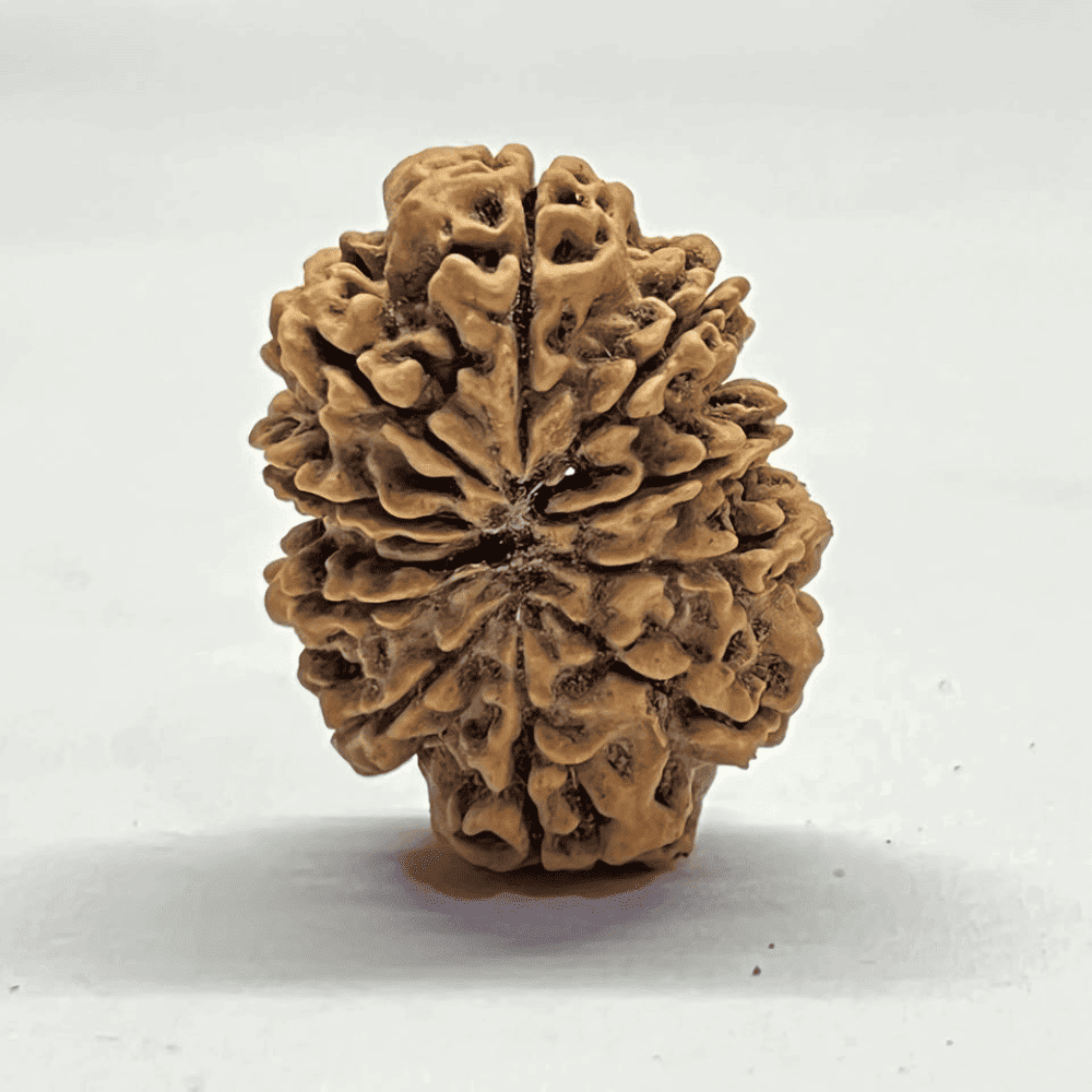 10 Mukhi Nepali Rudraksha (30.30mm/4.708gm)
