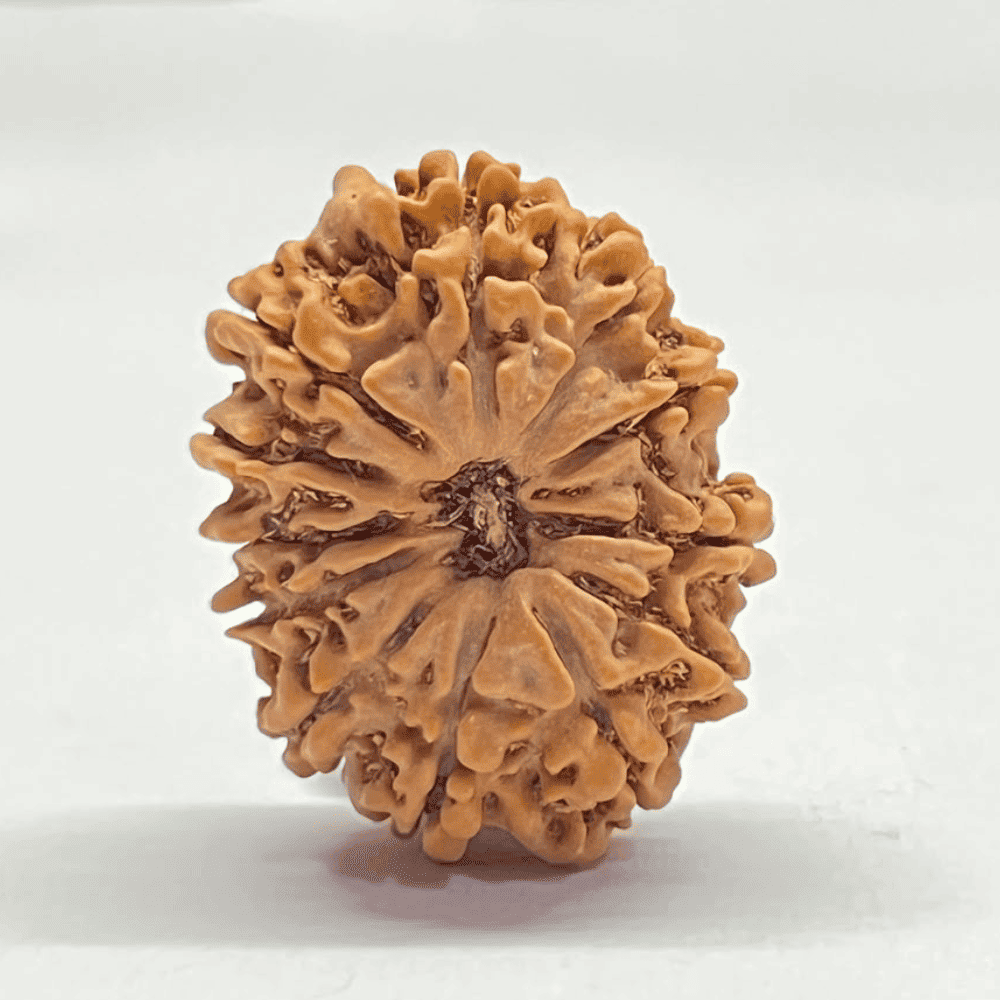 12 Mukhi Rudraksha (29.24mm/4.729gm)