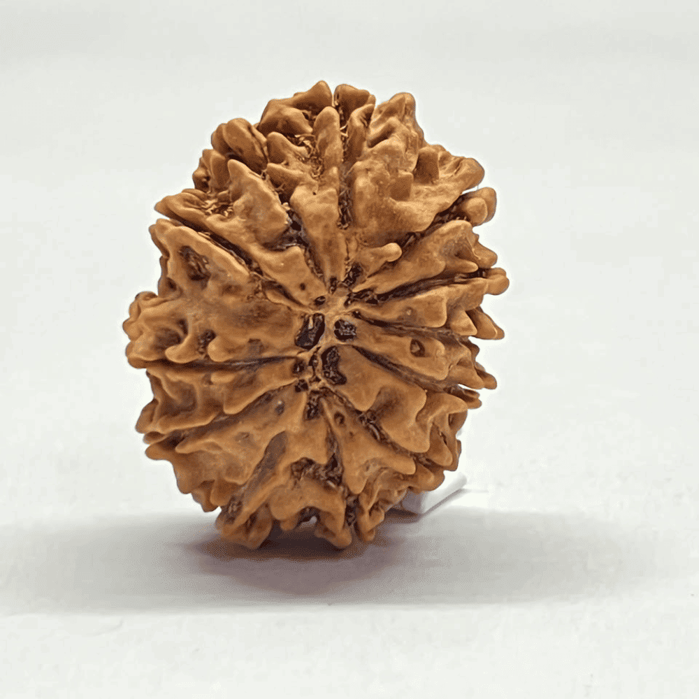 12 Mukhi Rudraksha (29.24mm/4.729gm)