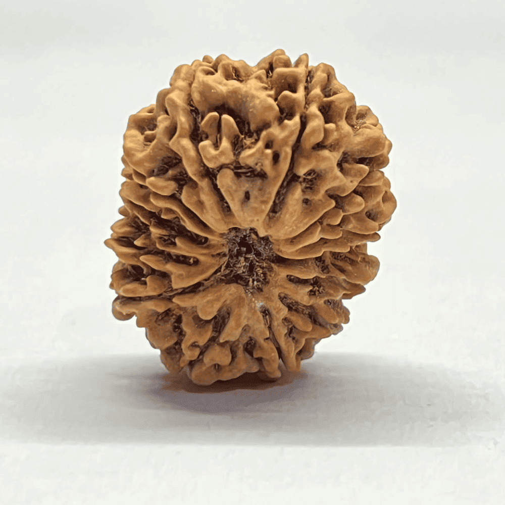 12 Mukhi Rudraksha (29.84mm/5.060gm)