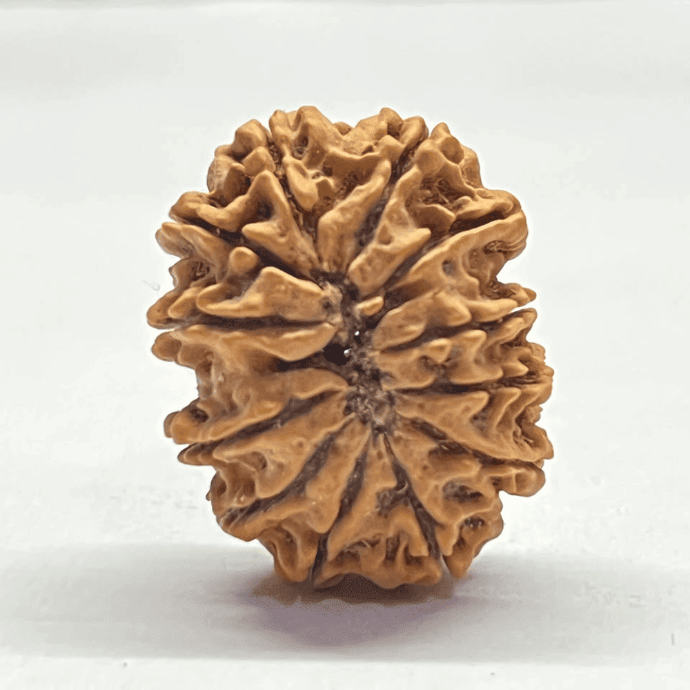 12 Mukhi Rudraksha (29.84mm/5.060gm)
