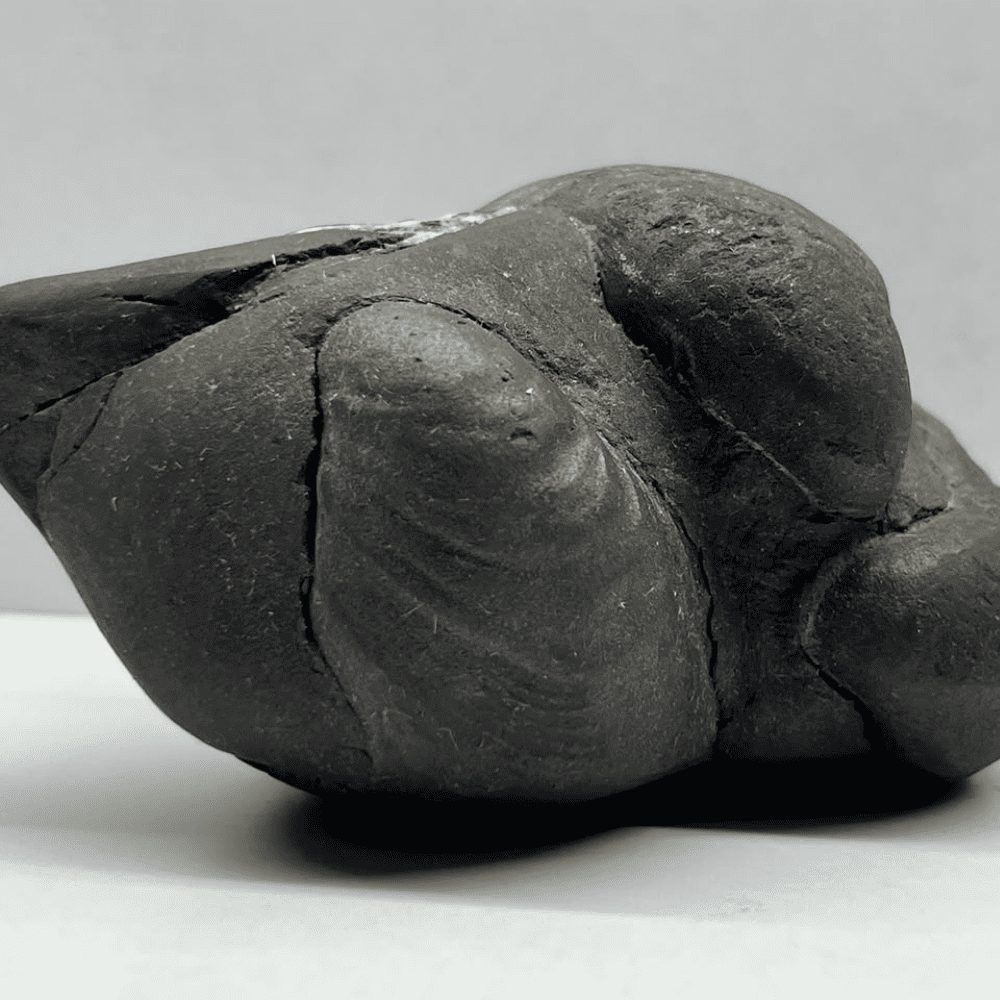 Janeudhaari Trideva Shaligram M23(4Inch/310gm)