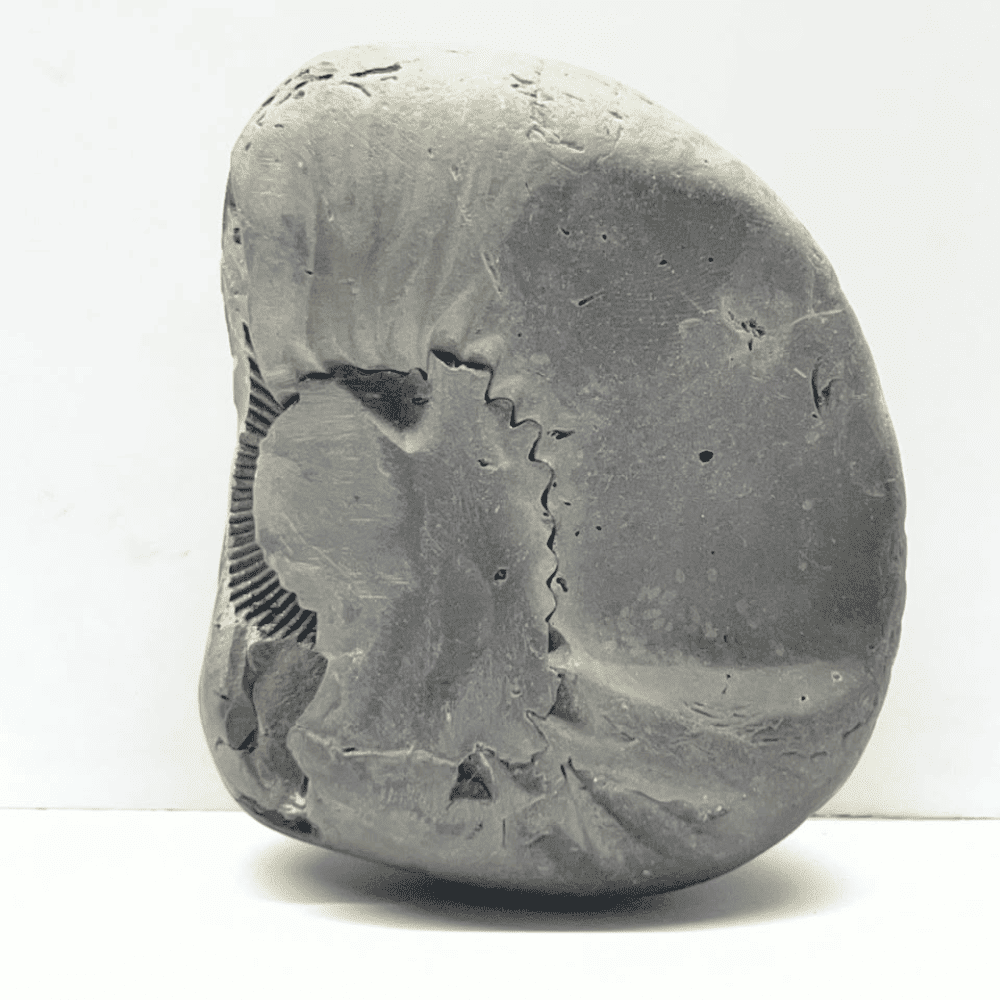 Golden Hrishikesha Shaligram LN106(3inch/260gm)