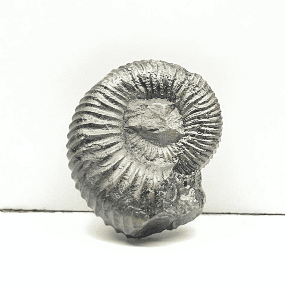 Double Sudarshan Shaligram (1.2inch/12gm) DS-01
