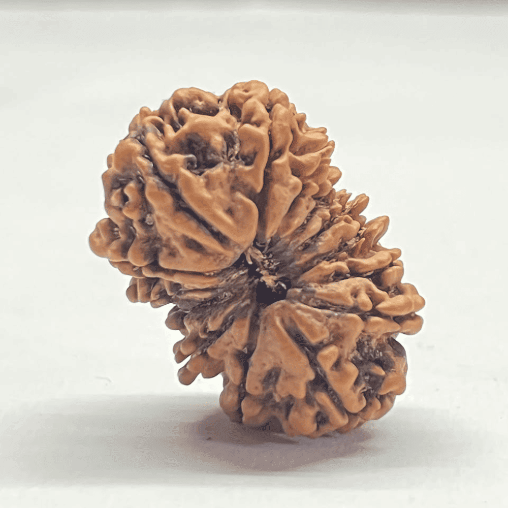 14 Mukhi Rudraksha (31.44mm/5.067gm)