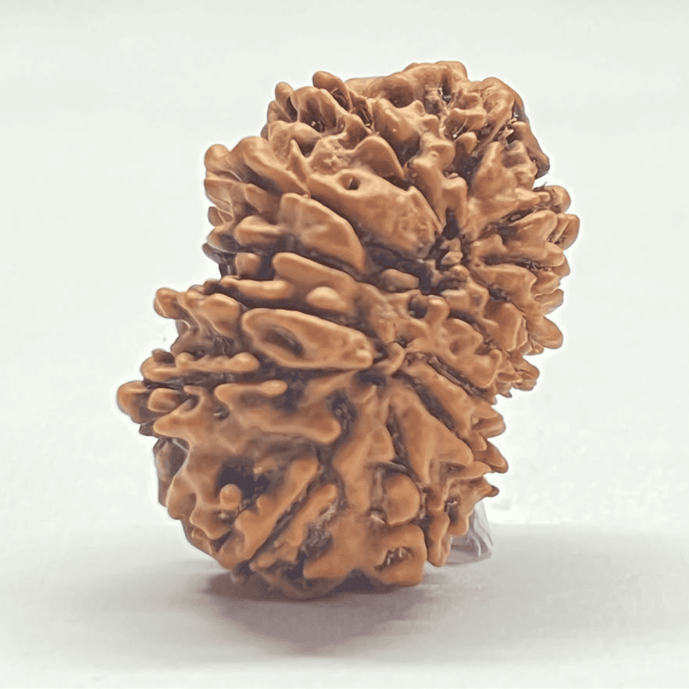 14 Mukhi Rudraksha (31.44mm/5.067gm)