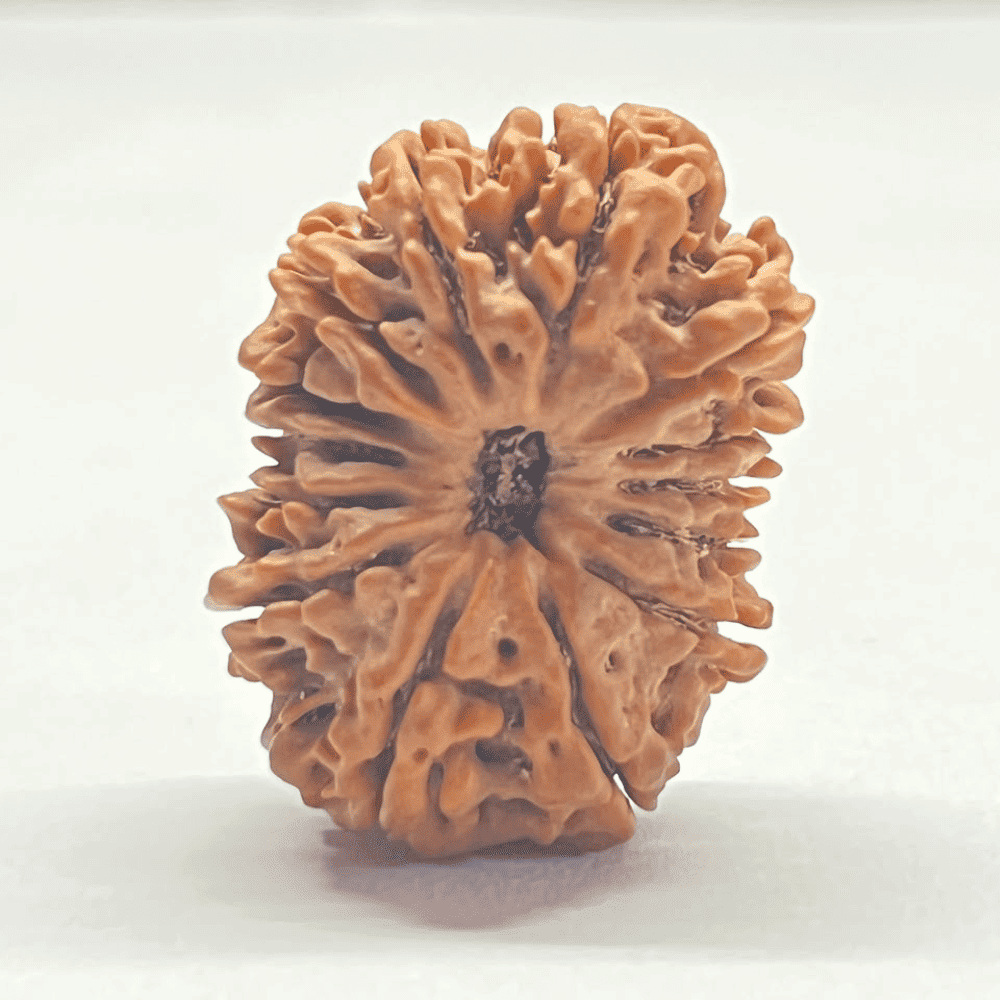 14 Mukhi Rudraksha (31.54mm/6.709gm)