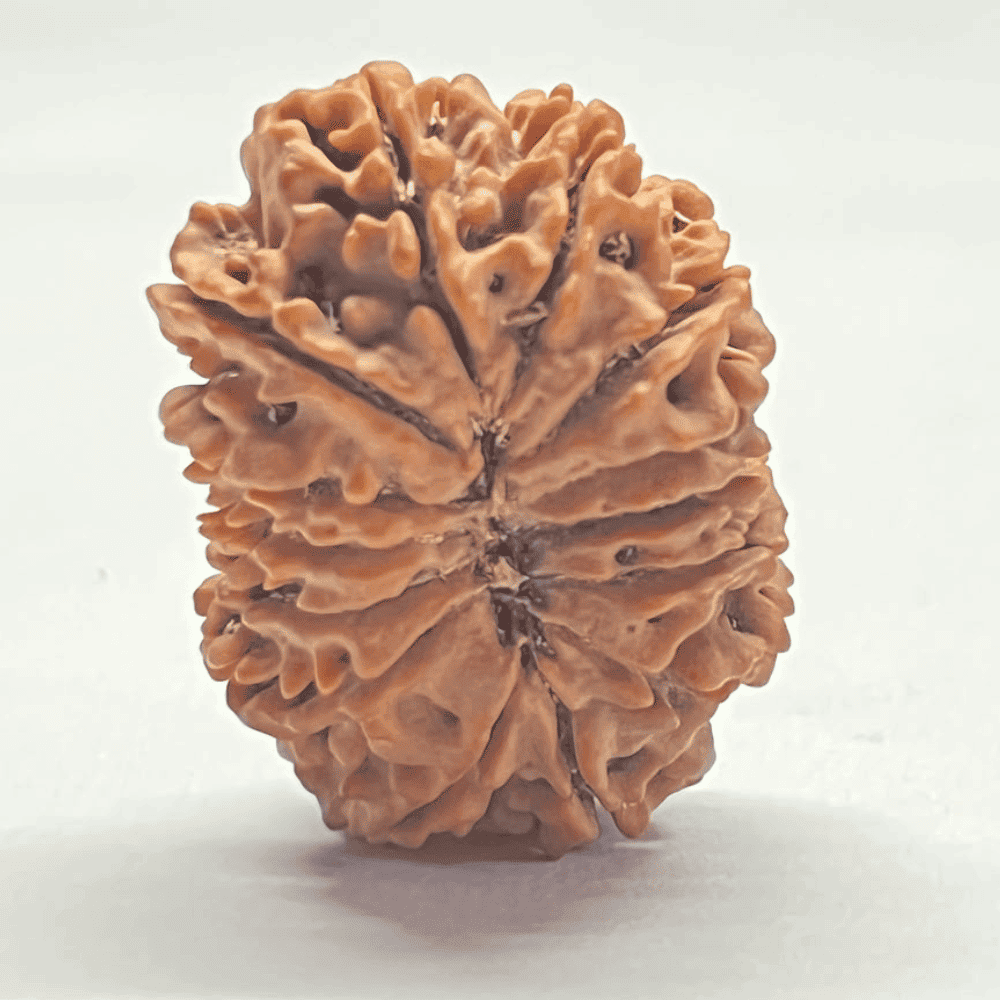 14 Mukhi Rudraksha (31.54mm/6.709gm)