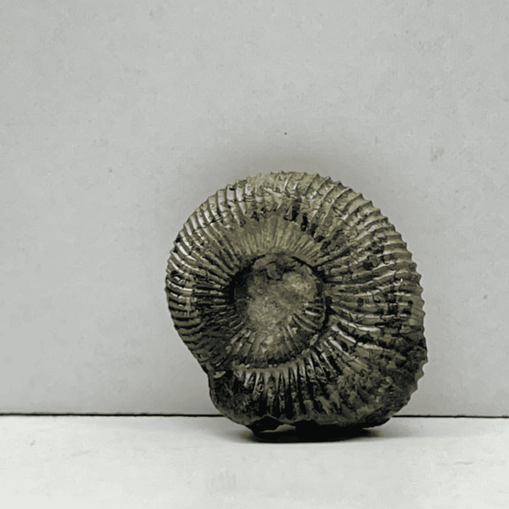 Double Sudarshan Shaligram (1inch/6gm) DS-02