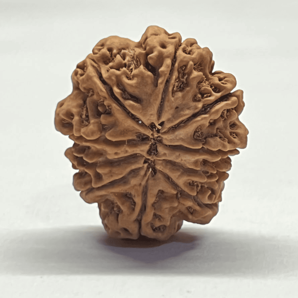 10 Mukhi Nepali Rudraksha (29.56mm/6.277gm)