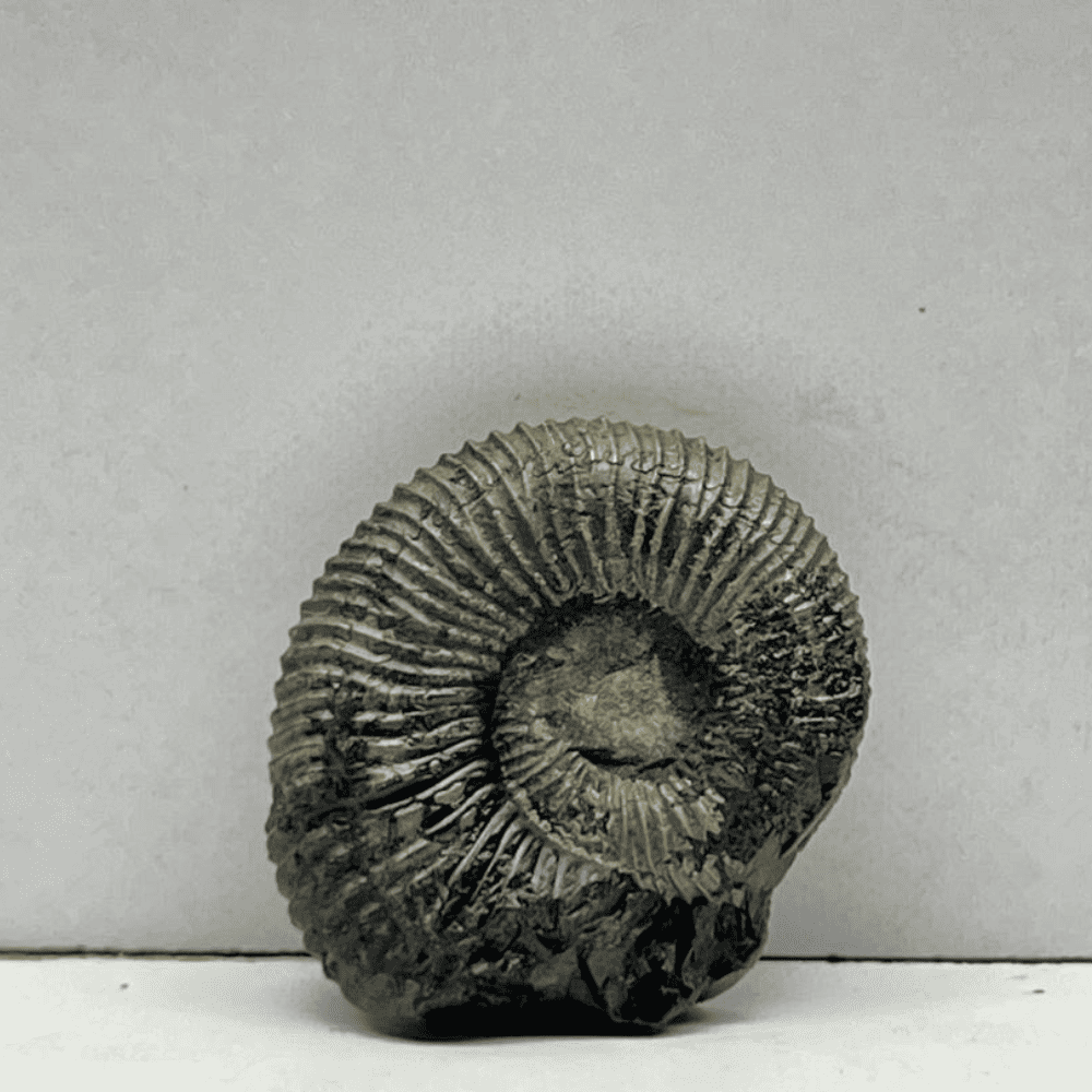 Double Sudarshan Shaligram (1inch/6gm) DS-02