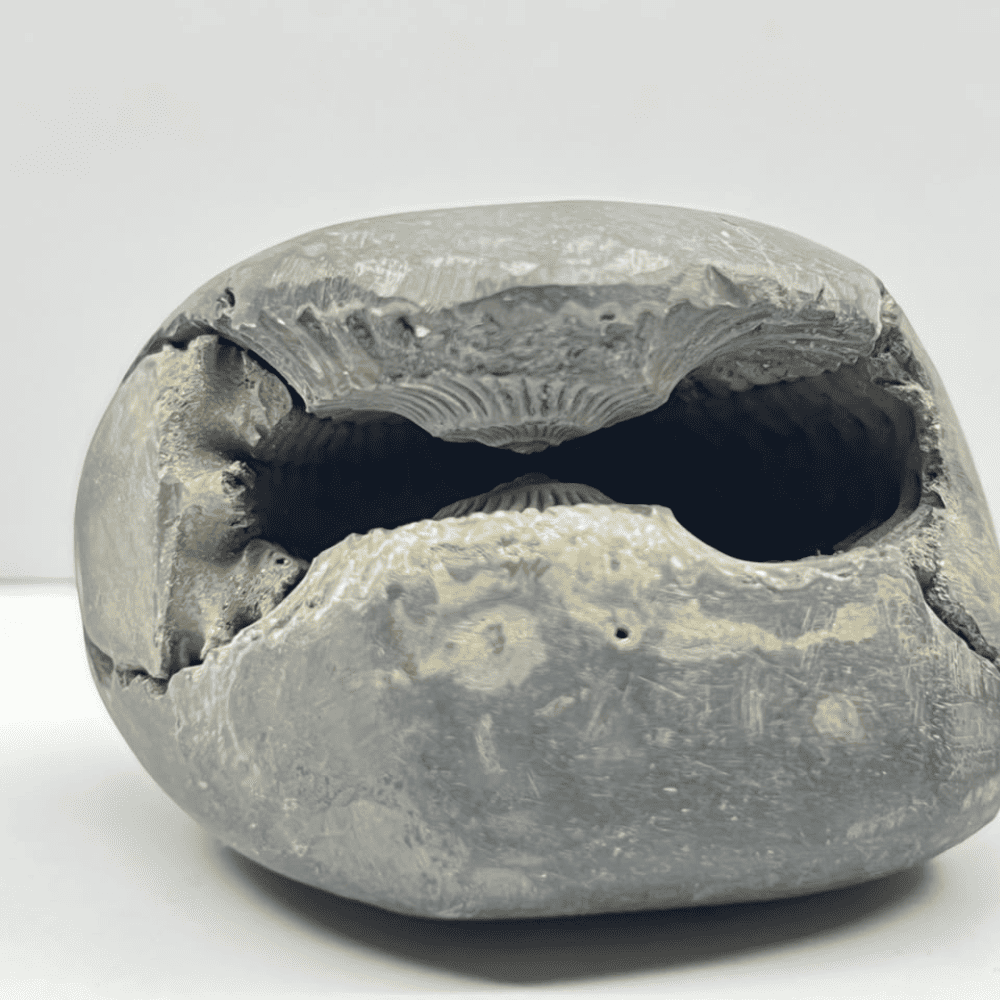 Laxmi Narsimha Shaligram (LN21-2.5INCH/220GM)