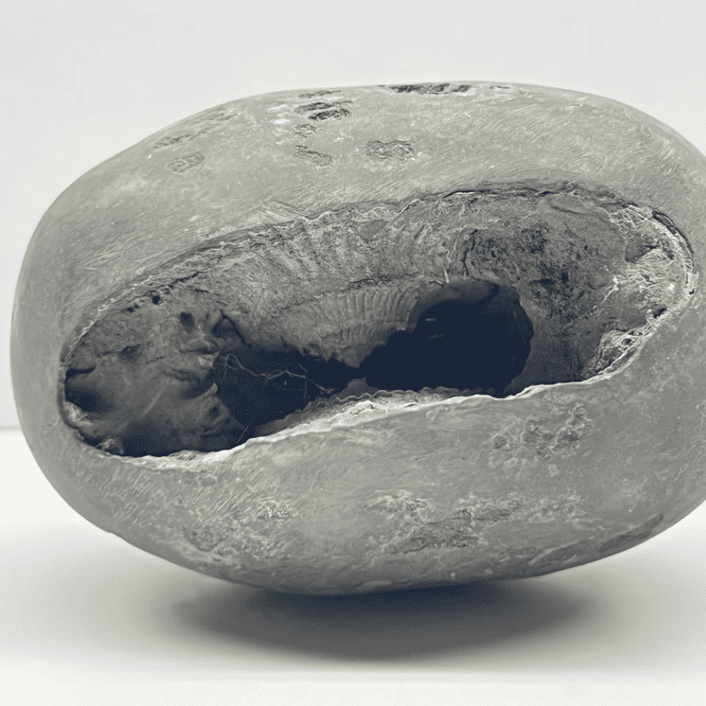 Laxmi Narsimha Shaligram (LN22-2.5INCH/240GM)