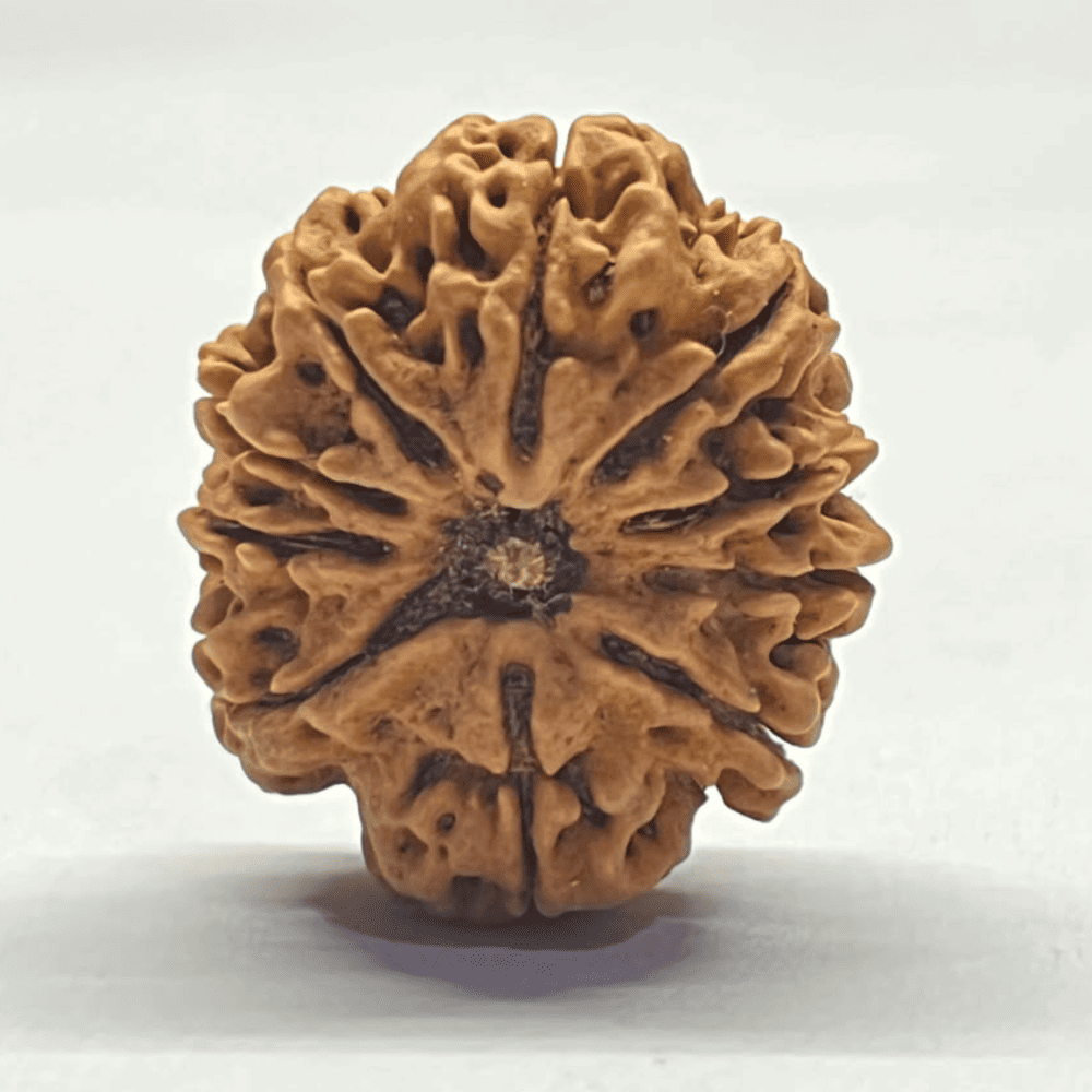 10 Mukhi Nepali Rudraksha (29.70mm/6.034gm)