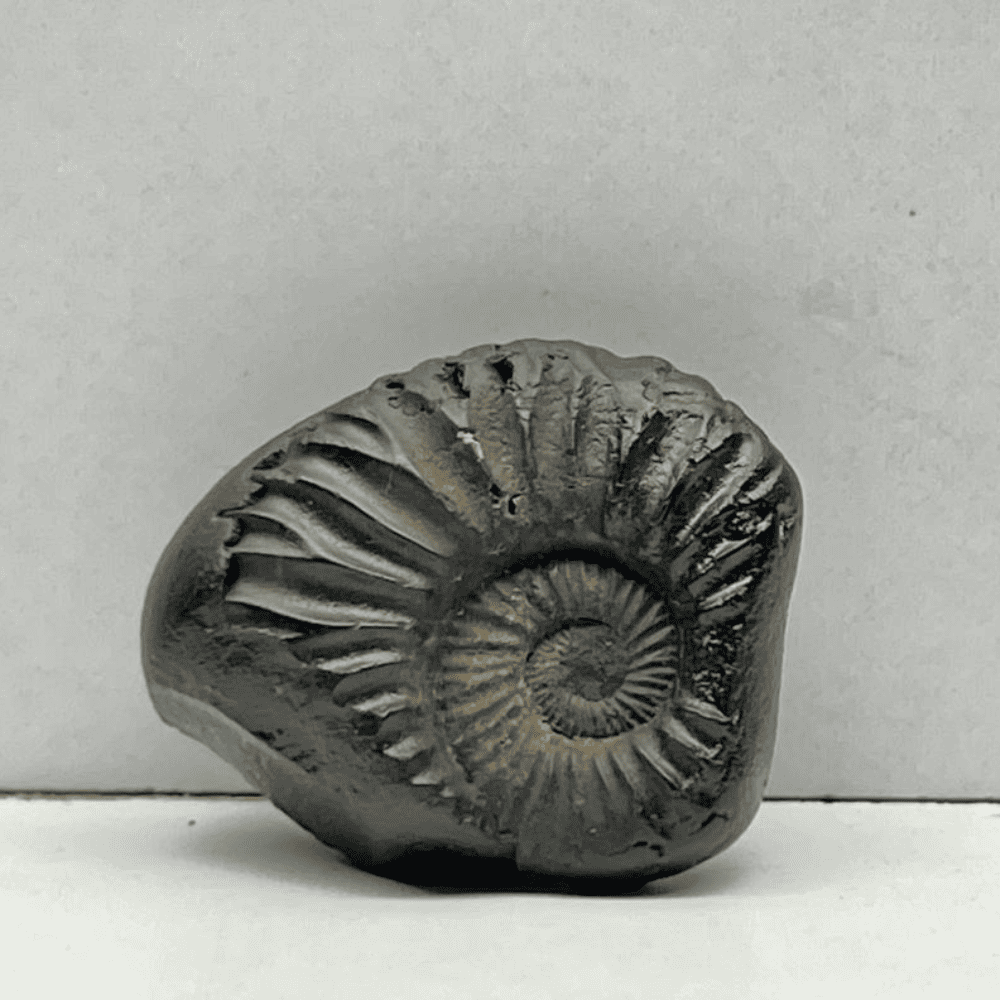 Krishna Sudarshan Shaligram (1inch/9gm) DS-06
