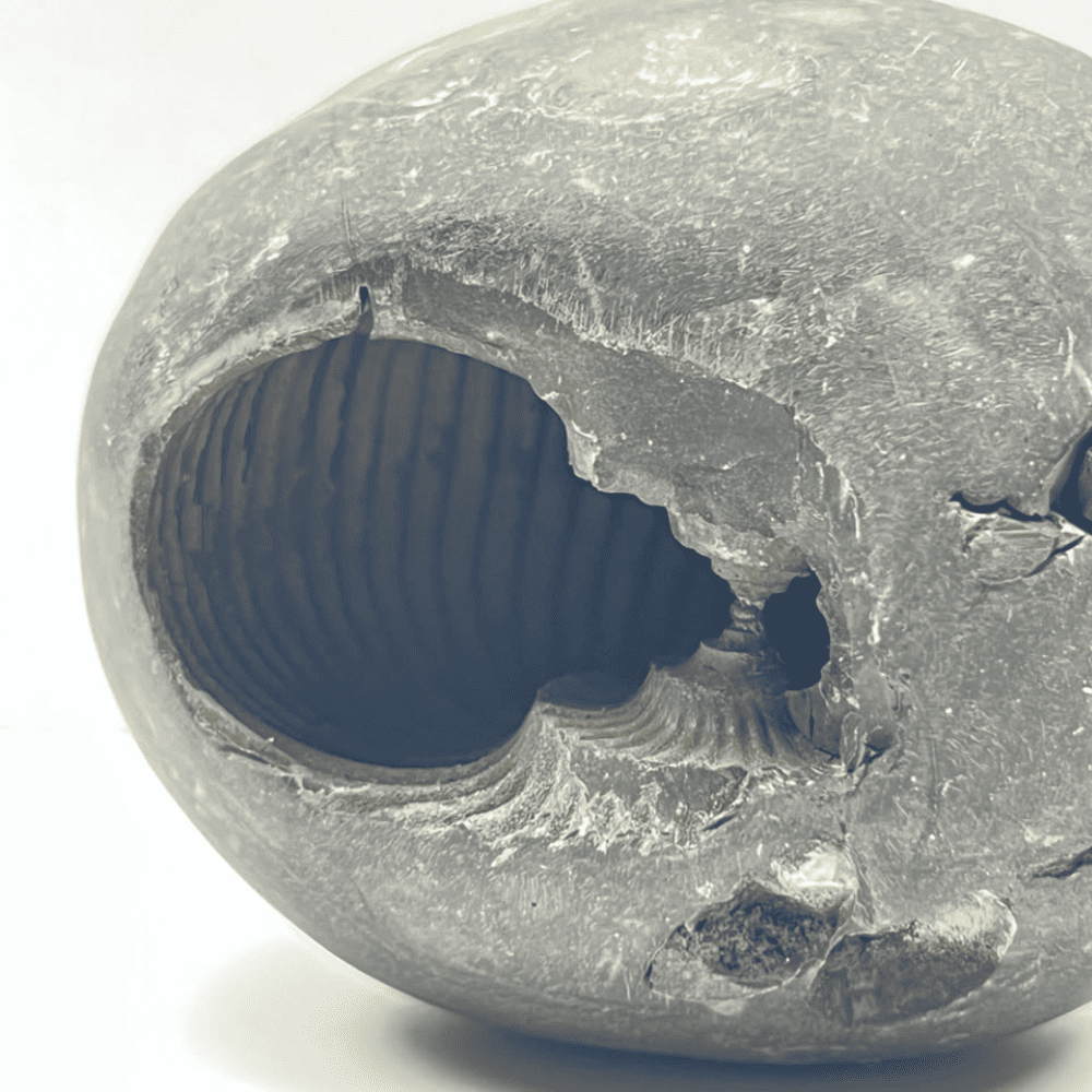 Laxmi Narsimha Shaligram (LN24-3INCH/250GM)