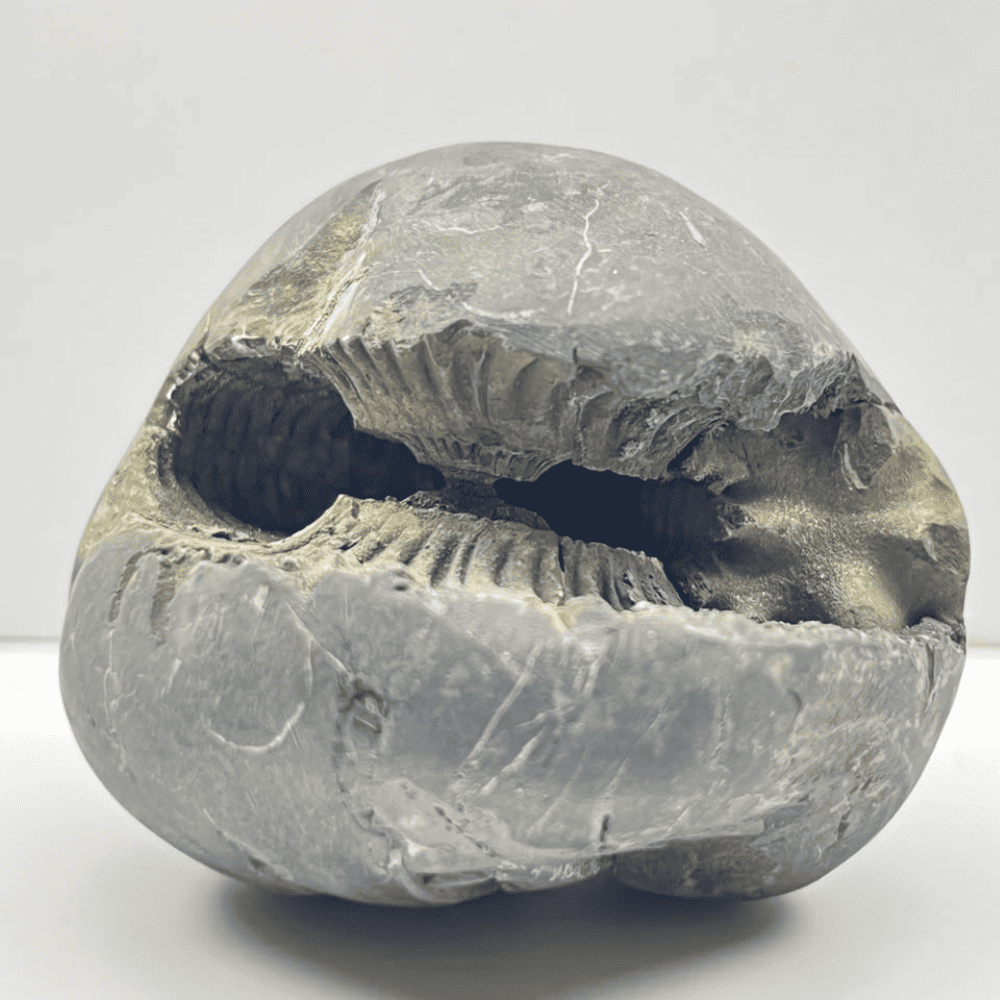 Sheshnaag Varaha Shaligram (3inch/250gm)