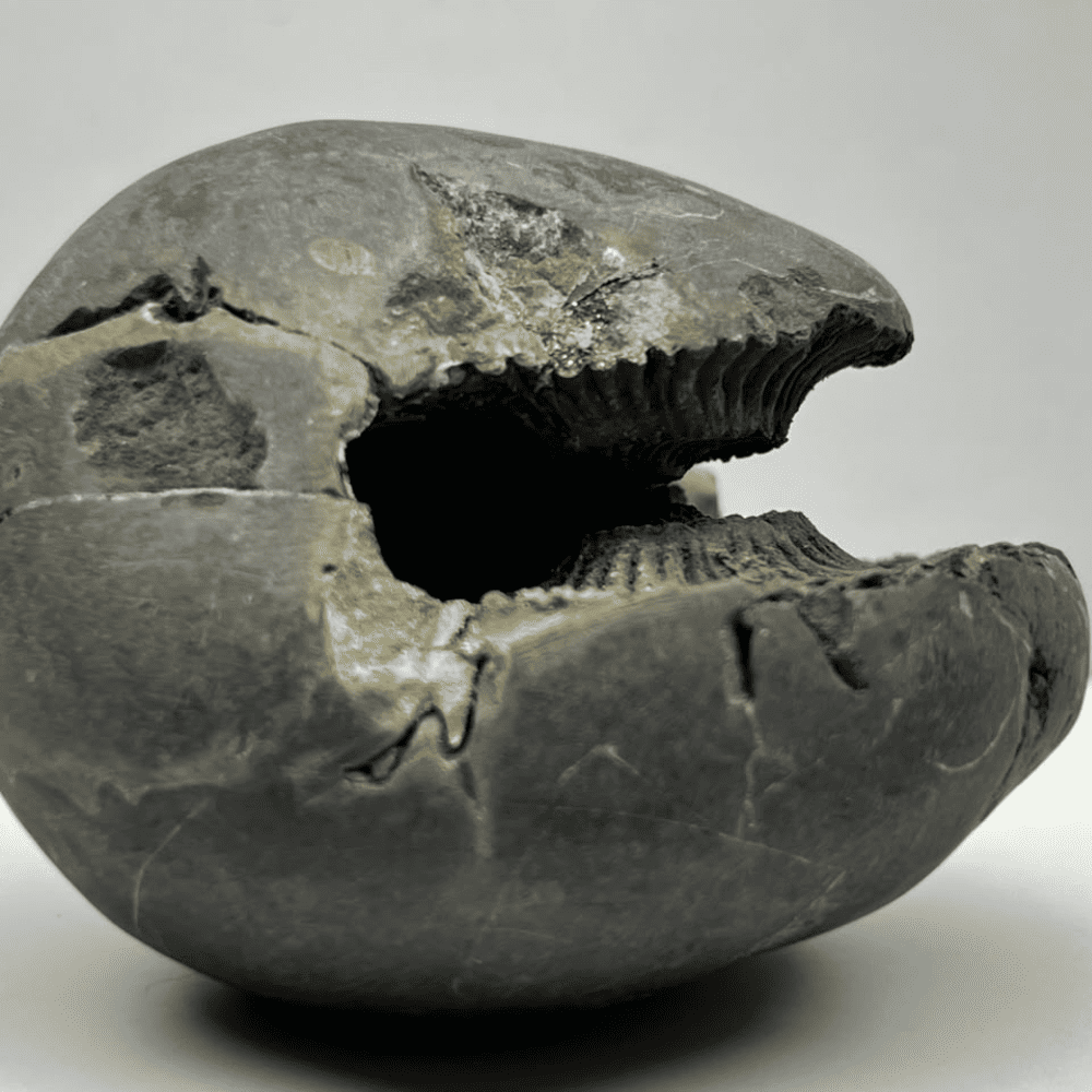 Sheshnaag Varaha Shaligram (3inch/250gm)