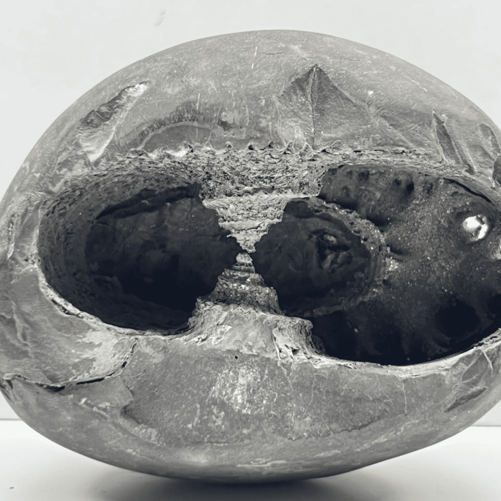 Sheshnaag Narsimha Shaligram (LN26-4INCH/410GM)