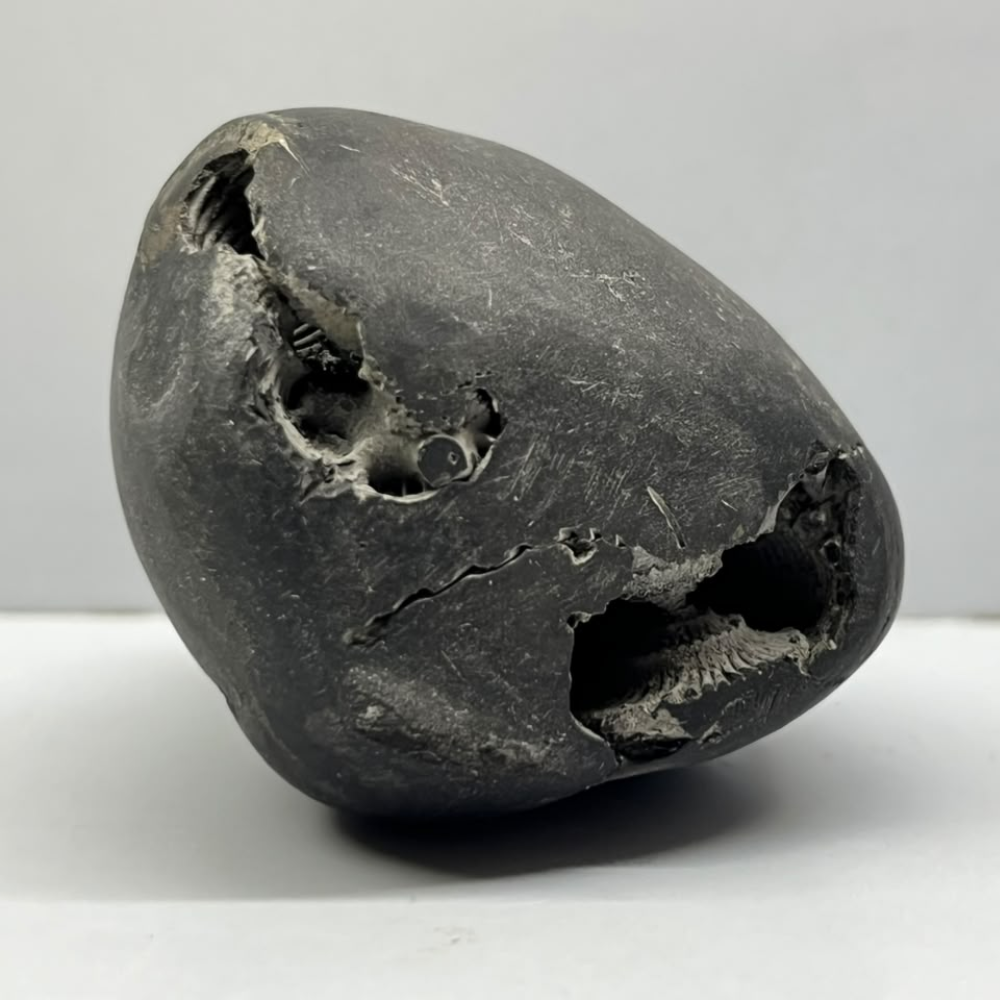 Shatchakra Sita Ram Shaligram 6Chakras-M24(3Inch/190gm)
