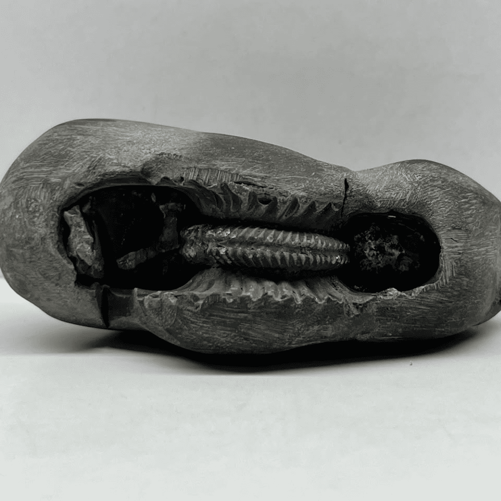 Sheshnaag Garuda Shaligram LN134(3inch/195gm)