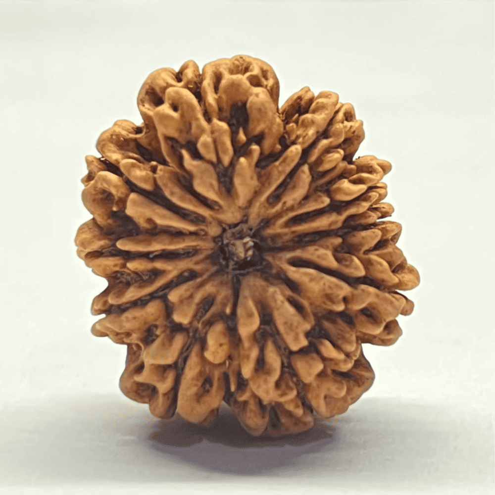 10 Mukhi Nepali Rudraksha (30.50mm/6.640gm)