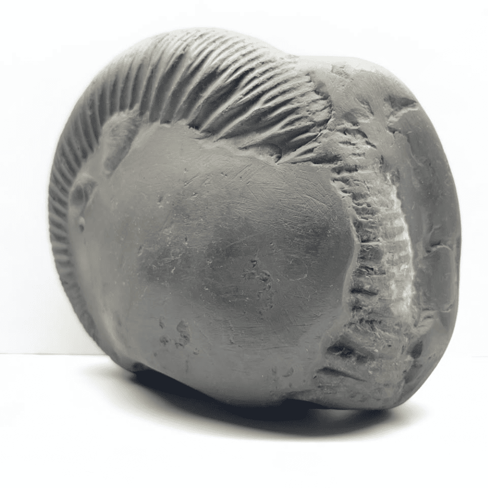 Mahanarsimha Shaligram (7inch/2700gm)