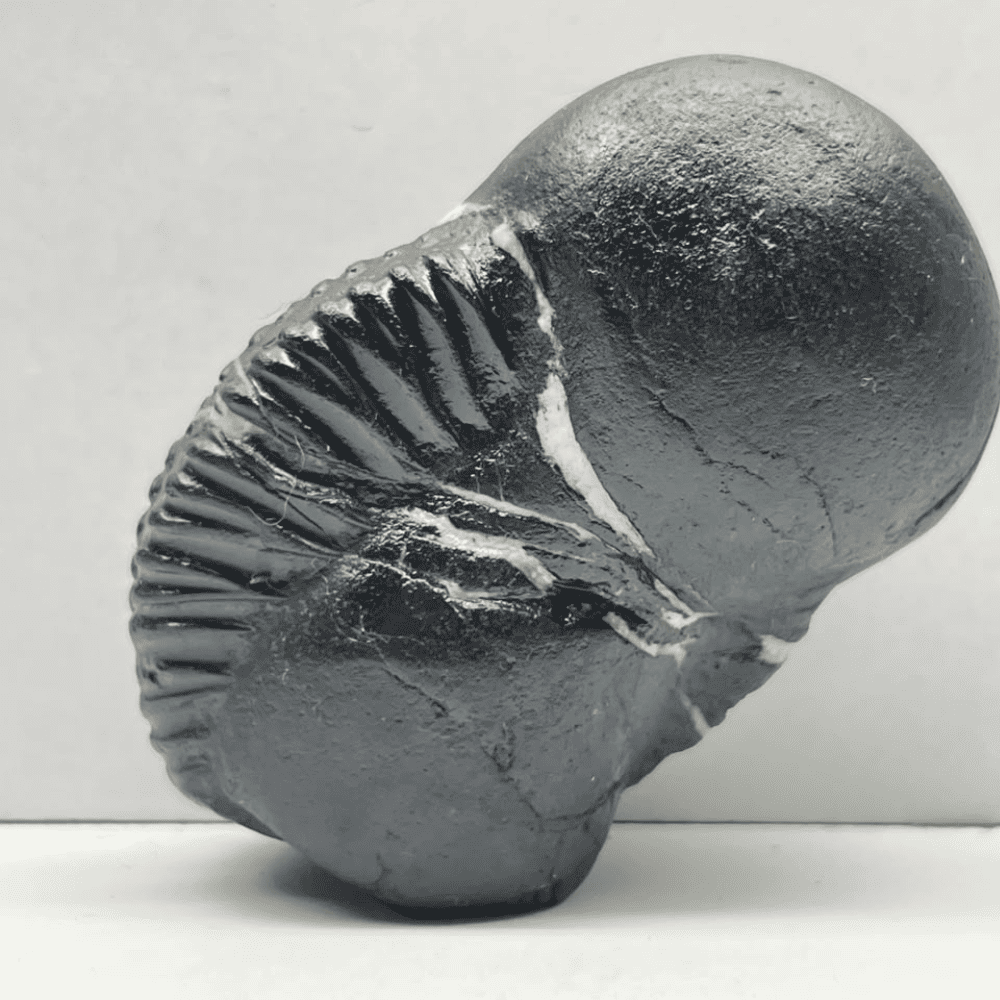 Ganesh Shaligram- G08(3inch/180gm)
