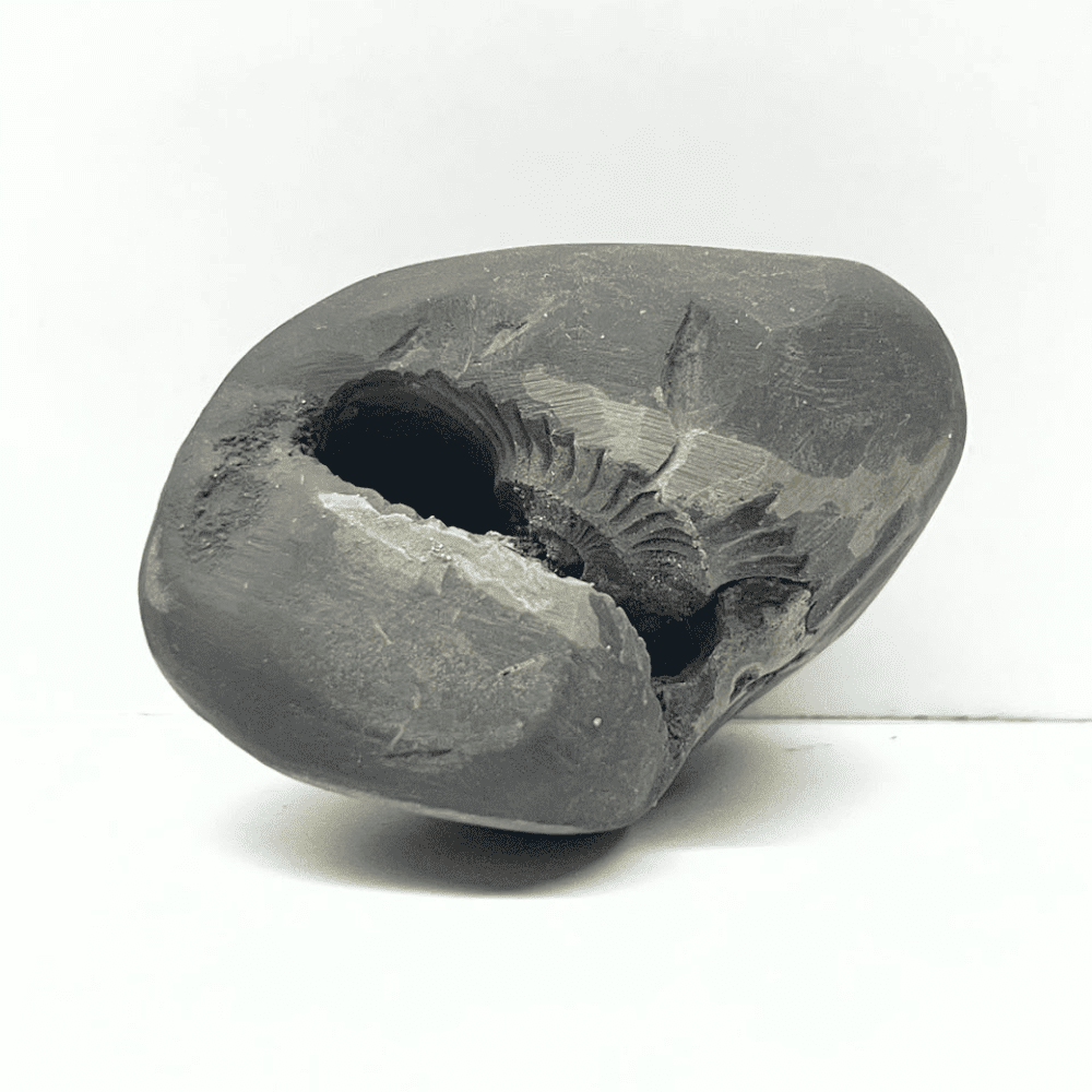 Golden Varaha Shaligram LN135(2.5inch/130gm)