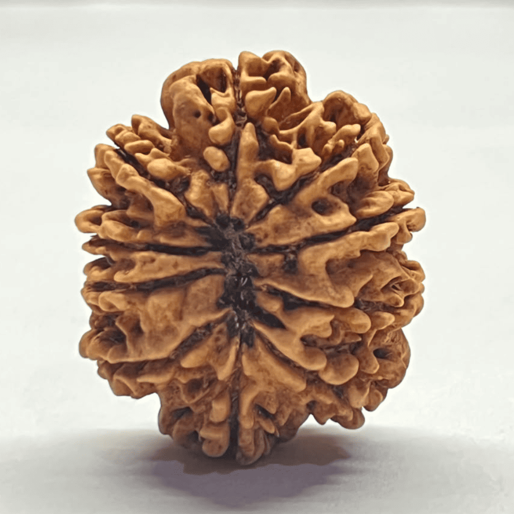 10 Mukhi Nepali Rudraksha (30.50mm/6.640gm)