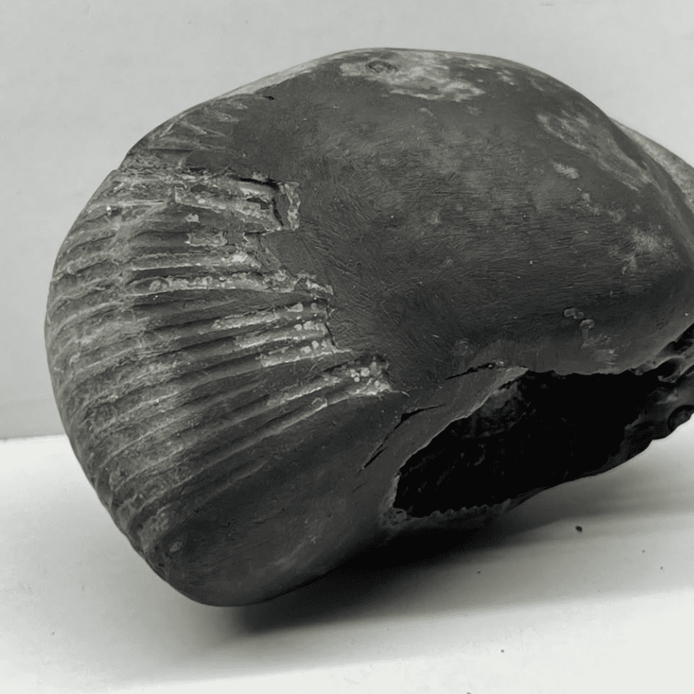 Golden Hayagreeva Shaligram LN107(5inch/540gm)