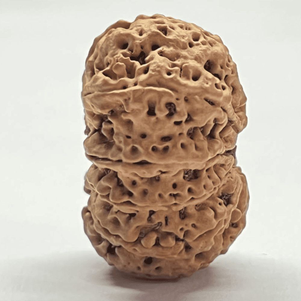 10 Mukhi Rudraksha- Full Seed (33.03mm/6.763gm)