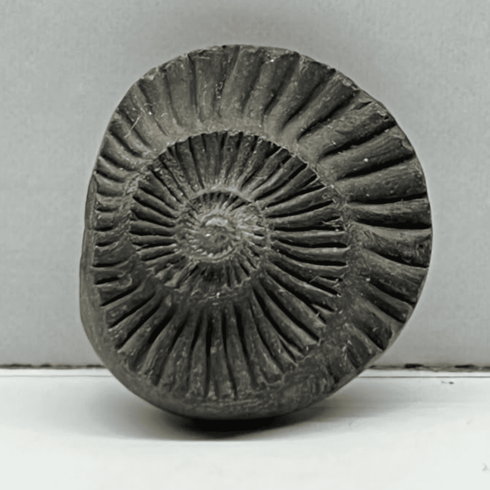 Sudarshan Shaligram DS23(1inch/7.5gm)