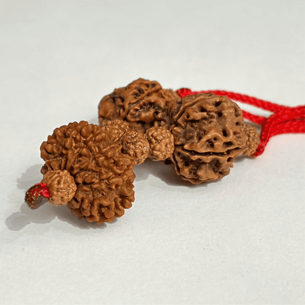 Health Protection Kavach (3+5+10 Mukhi Rudraksha)