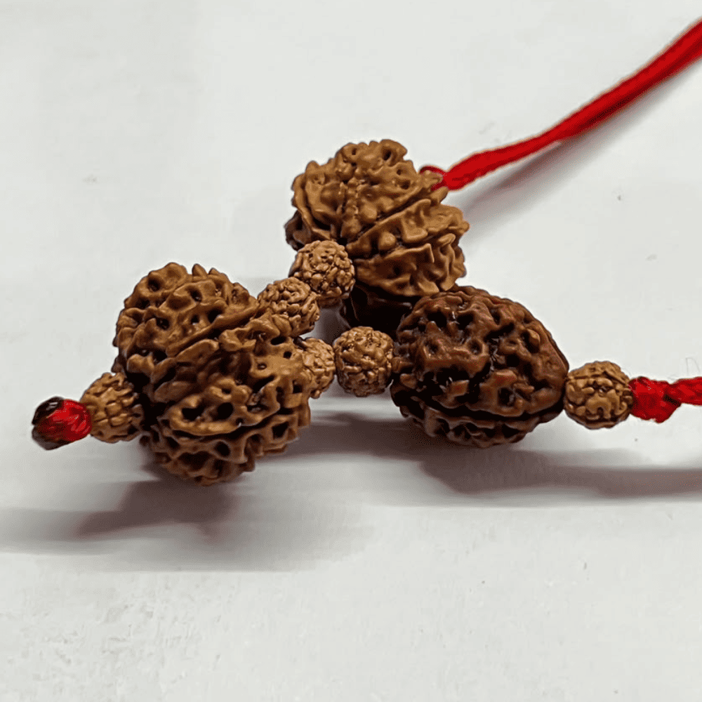 Pitradosh Nivaran Kavach (3+9+10 Mukhi Rudraksha)