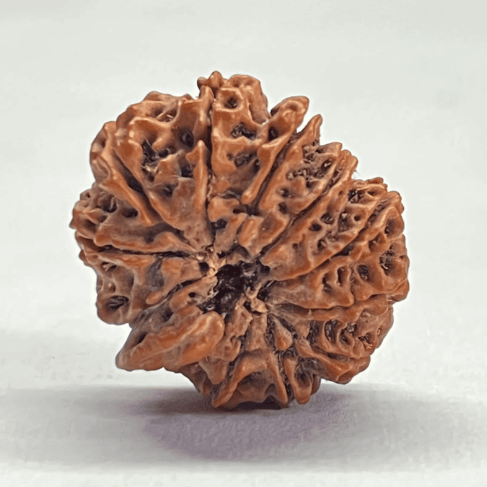 12 Mukhi Ganesh Rudraksha (26.02mm/3.621gm)