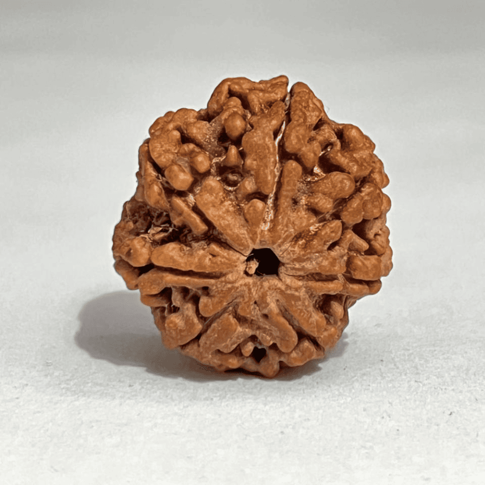 7 Mukhi Nepali Rudraksha-Full Seed (26.32mm/5.564gm)