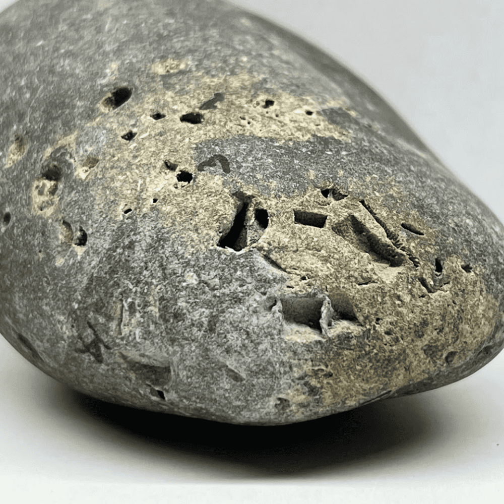 Ananta Shaligram AN01(275gm/4inch)