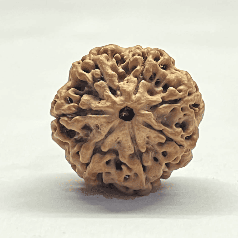 7 Mukhi Nepali Rudraksha-Full Seed (27.22mm/6.905gm)