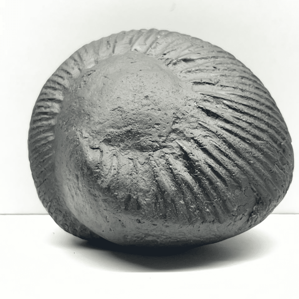 Mahanarsimha Shaligram (4inch/570gm)