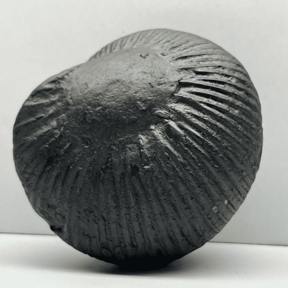 Mahanarsimha Shaligram (4inch/570gm)