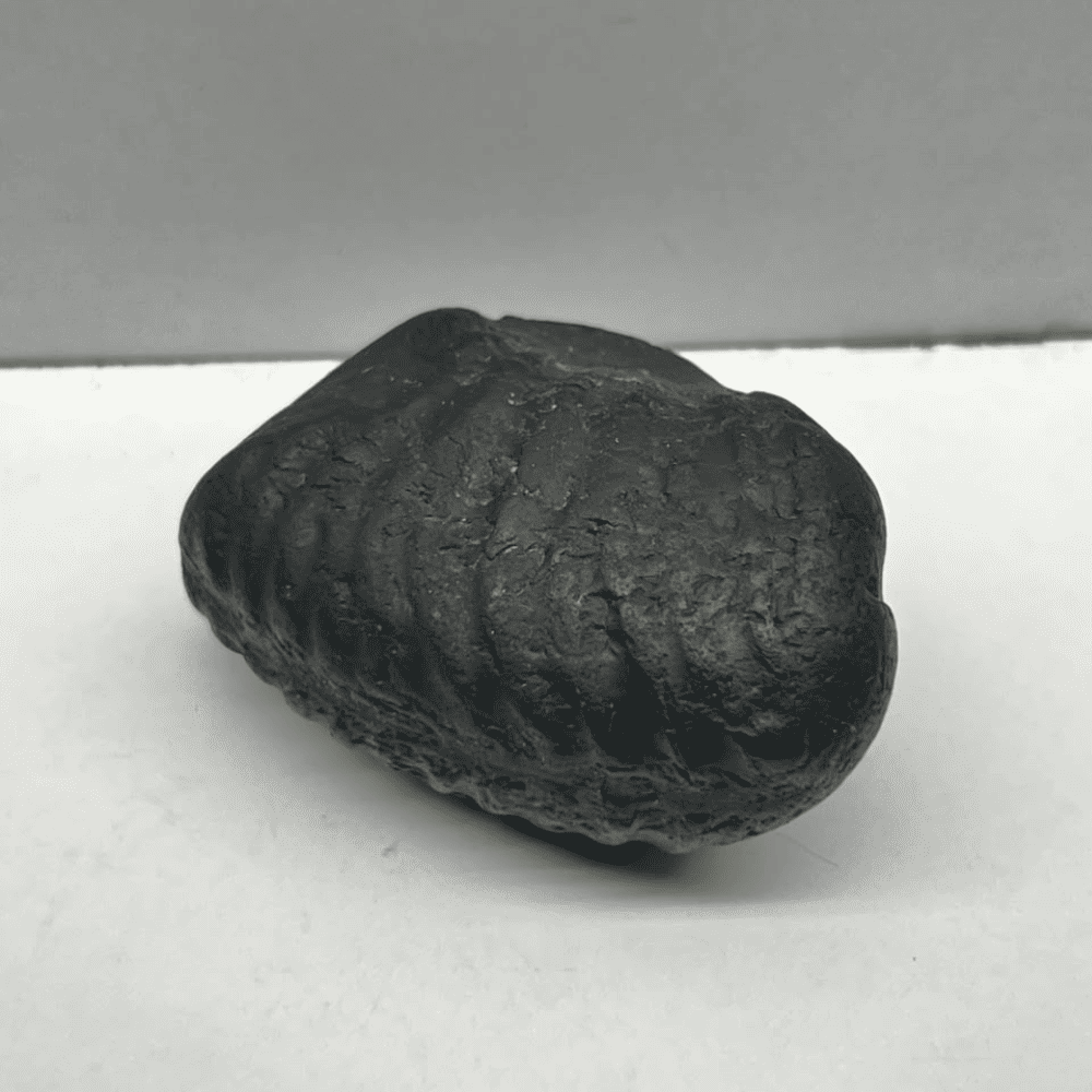 Matsya Shaligram M-01 (2inch/70gm)