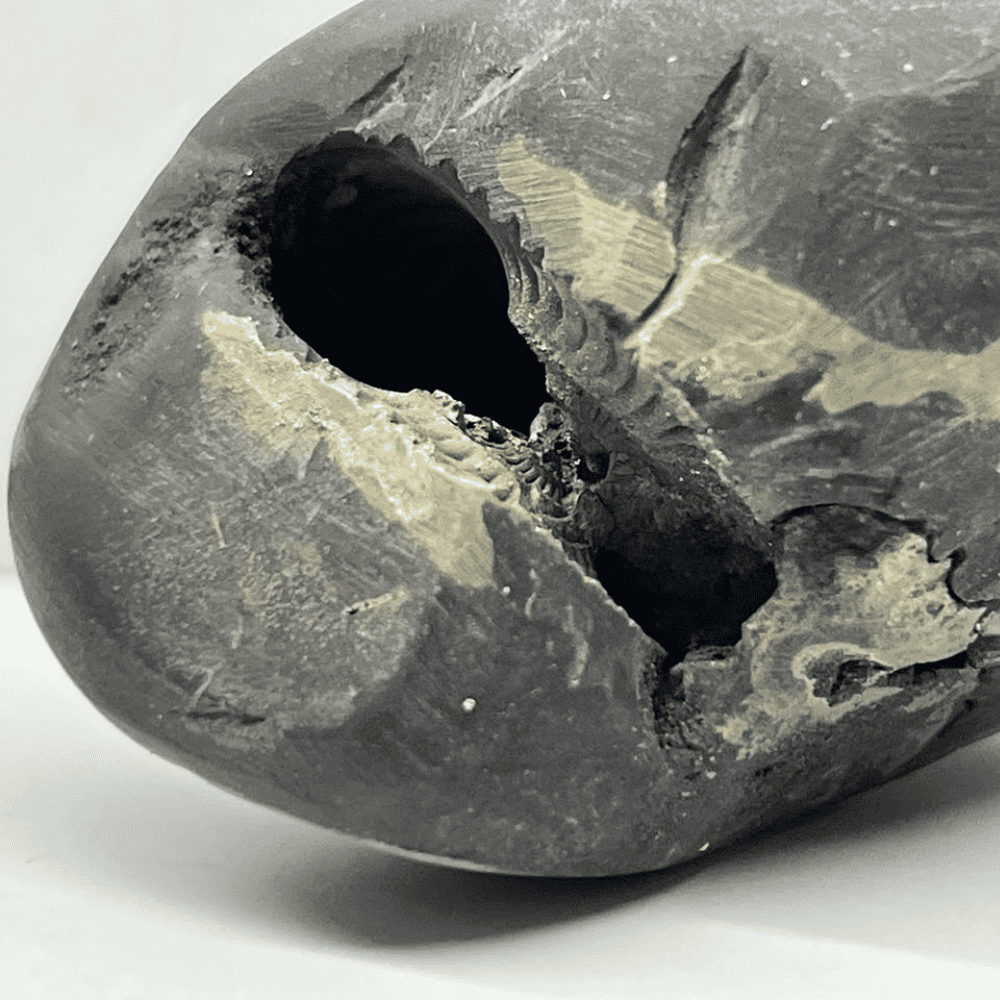 Golden Varaha Shaligram LN135(2.5inch/130gm)