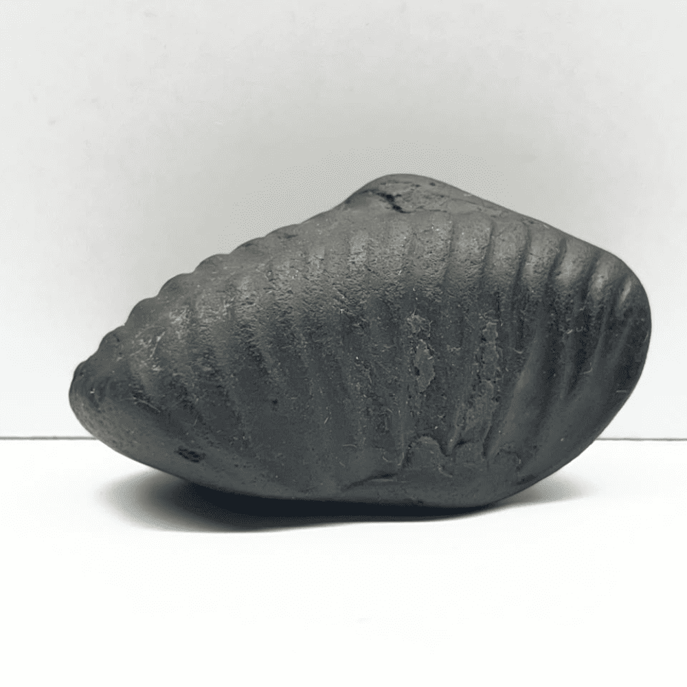 Matsya Shaligram M-04 (2inch/66gm)