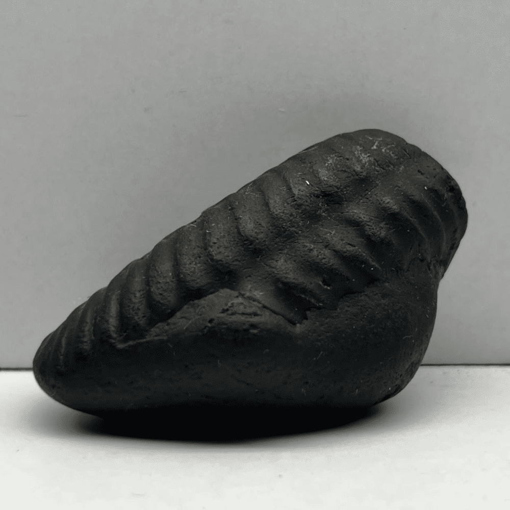 Matsya Shaligram M-04 (2inch/66gm)