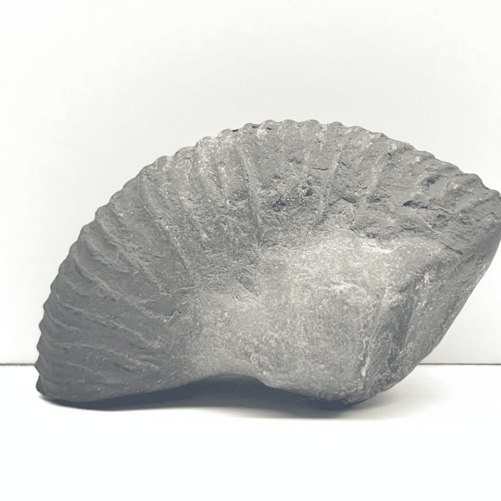 Matsya Shaligram M-05 (3inch/87gm)