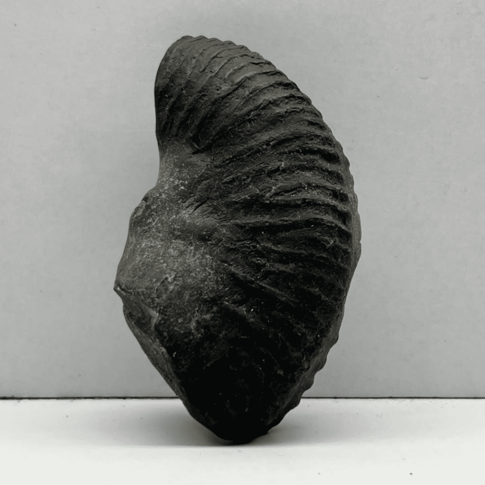 Matsya Shaligram M-05 (3inch/87gm)